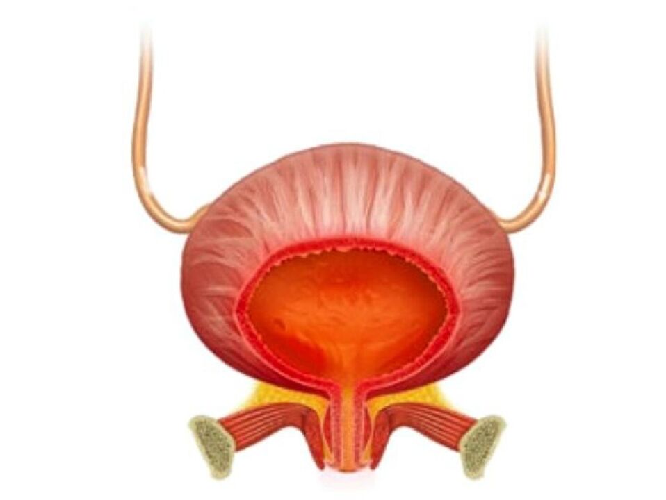 Inflammation de la vessie et de son traitement avec des capsules zcvbnmqwert